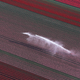 Image for article titled The soothing, hypnotic colors of tulip season, seen from above